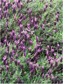 Source: http://www.gardening-tips-perennials.com/lavender.html